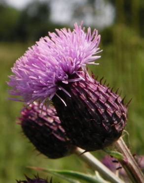 Fotografia 9 da espécie Cirsium arvense no Jardim Botânico UTAD