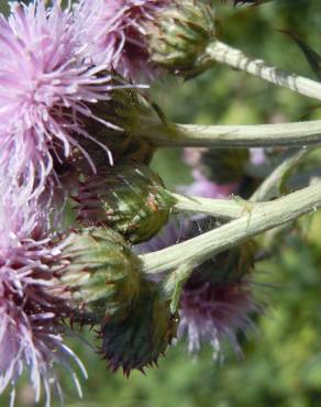 Fotografia 10 da espécie Cirsium arvense no Jardim Botânico UTAD