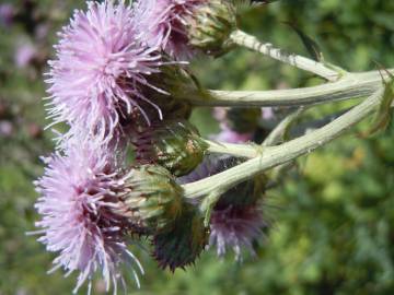 Fotografia da espécie Cirsium arvense