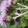 Fotografia 10 da espécie Cirsium arvense do Jardim Botânico UTAD