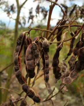 Fotografia 6 da espécie Acacia mearnsii no Jardim Botânico UTAD