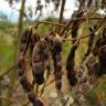 Fotografia 6 da espécie Acacia mearnsii do Jardim Botânico UTAD