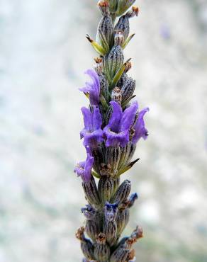 Fotografia 5 da espécie Lavandula latifolia no Jardim Botânico UTAD