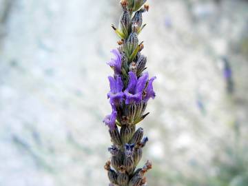 Fotografia da espécie Lavandula latifolia