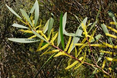 Fotografia da espécie Acacia longifolia