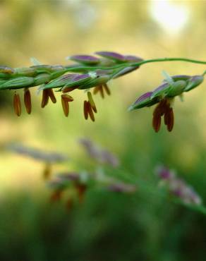 Fotografia 9 da espécie Sorghum halepense no Jardim Botânico UTAD