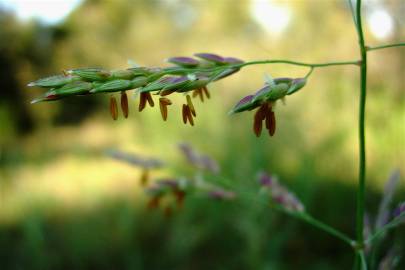 Fotografia da espécie Sorghum halepense