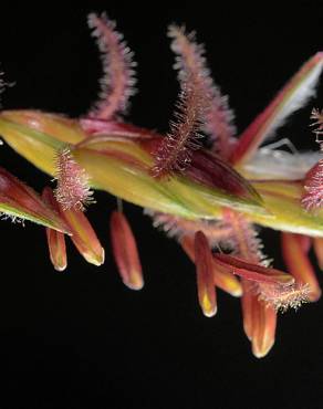 Fotografia 10 da espécie Sorghum halepense no Jardim Botânico UTAD