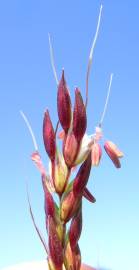 Fotografia da espécie Sorghum halepense