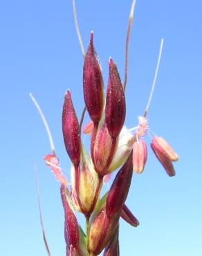 Fotografia 11 da espécie Sorghum halepense no Jardim Botânico UTAD