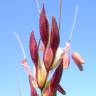 Fotografia 11 da espécie Sorghum halepense do Jardim Botânico UTAD