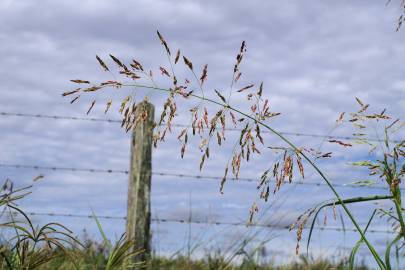 Fotografia da espécie Sorghum halepense