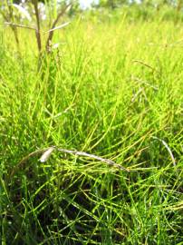 Fotografia da espécie Paspalum vaginatum