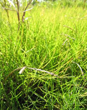 Fotografia 4 da espécie Paspalum vaginatum no Jardim Botânico UTAD