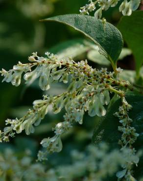 Fotografia 9 da espécie Reynoutria japonica no Jardim Botânico UTAD