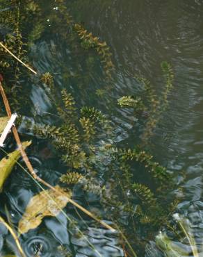 Fotografia 4 da espécie Elodea canadensis no Jardim Botânico UTAD