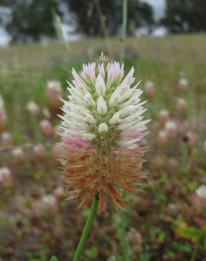 Fotografia 3 da espécie Trifolium vesiculosum no Jardim Botânico UTAD