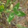 Fotografia 4 da espécie Trifolium vesiculosum do Jardim Botânico UTAD