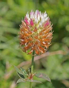 Fotografia 5 da espécie Trifolium vesiculosum no Jardim Botânico UTAD