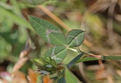 Fotografia da espécie Trifolium vesiculosum