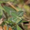 Fotografia 6 da espécie Trifolium vesiculosum do Jardim Botânico UTAD
