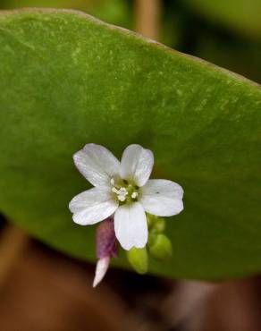 Fotografia 5 da espécie Montia perfoliata no Jardim Botânico UTAD