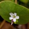 Fotografia 5 da espécie Montia perfoliata do Jardim Botânico UTAD