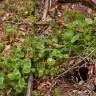 Fotografia 6 da espécie Montia perfoliata do Jardim Botânico UTAD