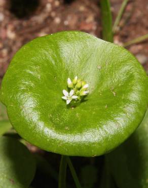 Fotografia 7 da espécie Montia perfoliata no Jardim Botânico UTAD