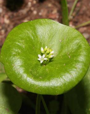 Fotografia 7 da espécie Montia perfoliata no Jardim Botânico UTAD