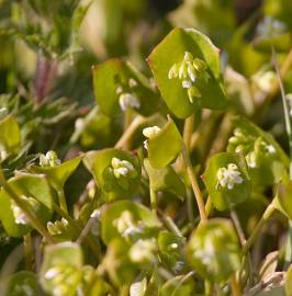 Fotografia da espécie Montia perfoliata