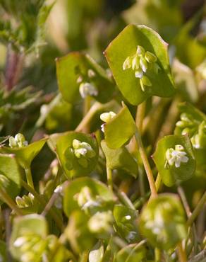 Fotografia 8 da espécie Montia perfoliata no Jardim Botânico UTAD