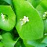 Fotografia 10 da espécie Montia perfoliata do Jardim Botânico UTAD