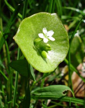 Fotografia 12 da espécie Montia perfoliata no Jardim Botânico UTAD