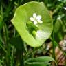 Fotografia 12 da espécie Montia perfoliata do Jardim Botânico UTAD