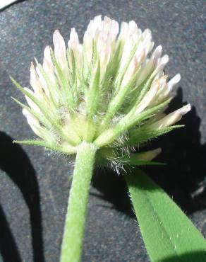 Fotografia 2 da espécie Trifolium squamosum no Jardim Botânico UTAD