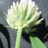 Fotografia 2 da espécie Trifolium squamosum do Jardim Botânico UTAD