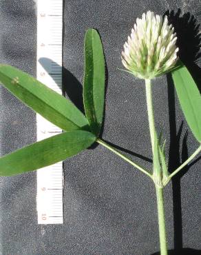 Fotografia 4 da espécie Trifolium squamosum no Jardim Botânico UTAD