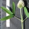 Fotografia 4 da espécie Trifolium squamosum do Jardim Botânico UTAD
