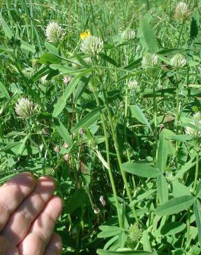 Fotografia 5 da espécie Trifolium squamosum no Jardim Botânico UTAD