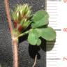 Fotografia 5 da espécie Trifolium scabrum do Jardim Botânico UTAD