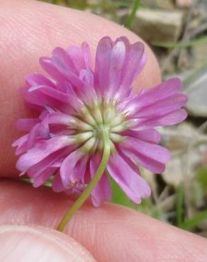 Fotografia 12 da espécie Trifolium resupinatum no Jardim Botânico UTAD