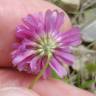 Fotografia 12 da espécie Trifolium resupinatum do Jardim Botânico UTAD