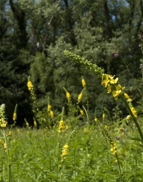 Fotografia 7 da espécie Agrimonia procera no Jardim Botânico UTAD