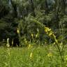 Fotografia 7 da espécie Agrimonia procera do Jardim Botânico UTAD