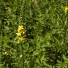 Fotografia 1 da espécie Agrimonia procera do Jardim Botânico UTAD