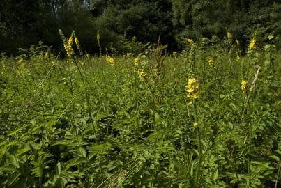 Fotografia da espécie Agrimonia procera