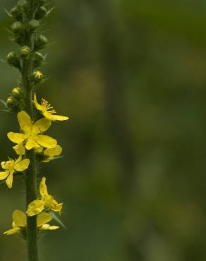 Fotografia 11 da espécie Agrimonia procera no Jardim Botânico UTAD