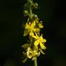 Fotografia 12 da espécie Agrimonia procera do Jardim Botânico UTAD