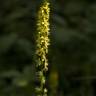 Fotografia 13 da espécie Agrimonia procera do Jardim Botânico UTAD